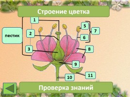 Строение цветка, слайд 17