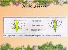 Строение цветка, слайд 8