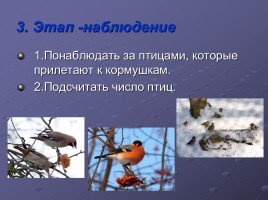 Зимующие птицы Большепикинская ООШ, слайд 14