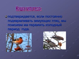 Зимующие птицы Большепикинская ООШ, слайд 19