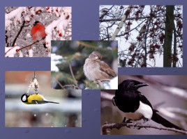 Зимующие птицы Большепикинская ООШ, слайд 7