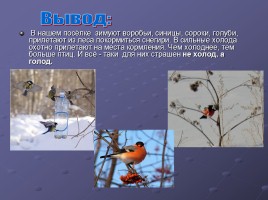 Зимующие птицы Большепикинская ООШ, слайд 8