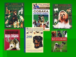 Открытый урок учителя начальных классов «Бойцовские собаки», слайд 13