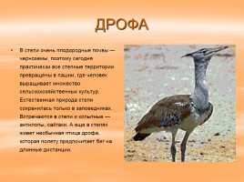 Растительный и животный мир России, слайд 11