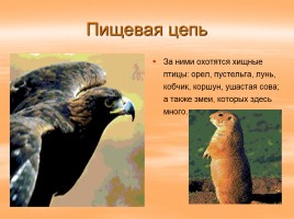 Растительный и животный мир России, слайд 12