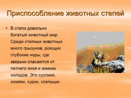 Растительный и животный мир России, слайд 13