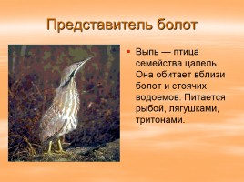 Растительный и животный мир России, слайд 15