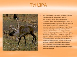 Растительный и животный мир России, слайд 5