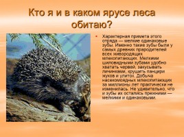 Растительный и животный мир России, слайд 9