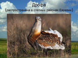 Дрофа - распространена в степных районах Евразии, слайд 1