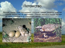 Дрофа - распространена в степных районах Евразии, слайд 6