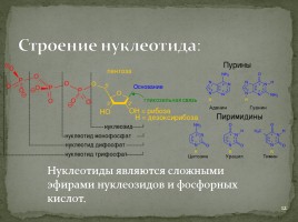 Лекция №5 «Нуклеиновые кислоты - АТФ», слайд 12