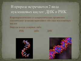 Лекция №5 «Нуклеиновые кислоты - АТФ», слайд 17