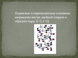Лекция №5 «Нуклеиновые кислоты - АТФ», слайд 21