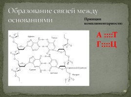 Лекция №5 «Нуклеиновые кислоты - АТФ», слайд 29