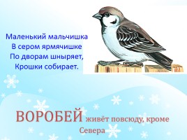 Зимующие птицы, слайд 4