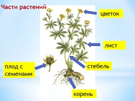 Живая и неживая природа - Растения, слайд 10