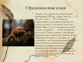 Красная книга Нижегородской области, слайд 10