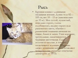 Красная книга Нижегородской области, слайд 11
