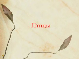 Красная книга Нижегородской области, слайд 12