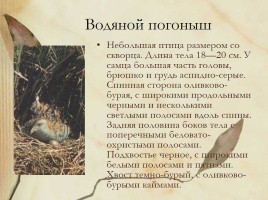 Красная книга Нижегородской области, слайд 17