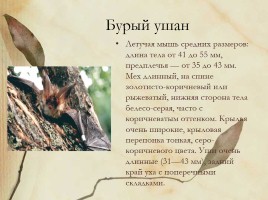 Красная книга Нижегородской области, слайд 8