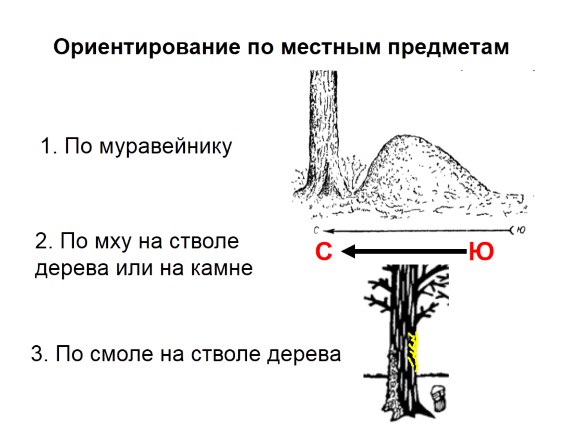 Как ориентироваться по муравейнику