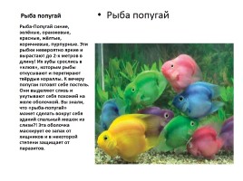 Удивительные факты из жизни рыб, слайд 10