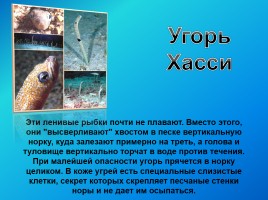 Удивительные факты из жизни рыб, слайд 15