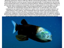 Удивительные факты из жизни рыб, слайд 30