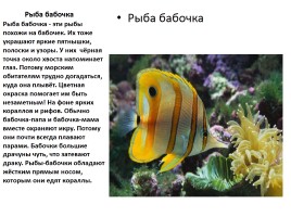 Удивительные факты из жизни рыб, слайд 7