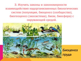 Экология, как наука: ее предмет и задачи, слайд 9