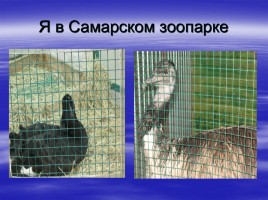 Птицы Самарской области, слайд 10