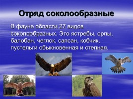 Птицы Самарской области, слайд 4