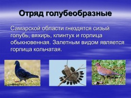 Птицы Самарской области, слайд 8