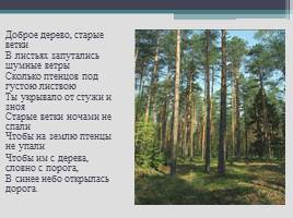 Живая и неживая природа - Владимирский край, слайд 12