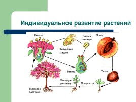 Рост и развитие растений - Индивидуальное развитие, слайд 10