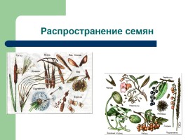 Рост и развитие растений - Индивидуальное развитие, слайд 11