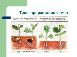 Рост и развитие растений - Индивидуальное развитие, слайд 14