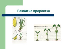 Рост и развитие растений - Индивидуальное развитие, слайд 15
