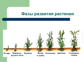 Рост и развитие растений - Индивидуальное развитие, слайд 16