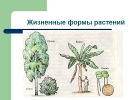 Рост и развитие растений - Индивидуальное развитие, слайд 17