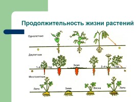 Рост и развитие растений - Индивидуальное развитие, слайд 18