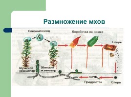 Рост и развитие растений - Индивидуальное развитие, слайд 5