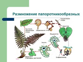 Рост и развитие растений - Индивидуальное развитие, слайд 6