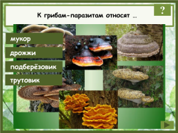 Биологи объединяют все грибы в систематическую группу…. Род. Царство. Отдел. Семейство, слайд 11