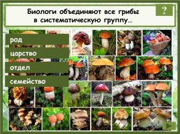 Биологи объединяют все грибы в систематическую группу…. Род. Царство. Отдел. Семейство, слайд 2
