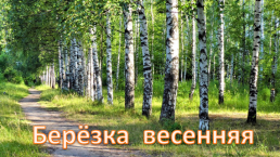 Берёзка весенняя