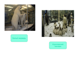 Зоологический музей, слайд 19