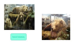 Зоологический музей, слайд 20